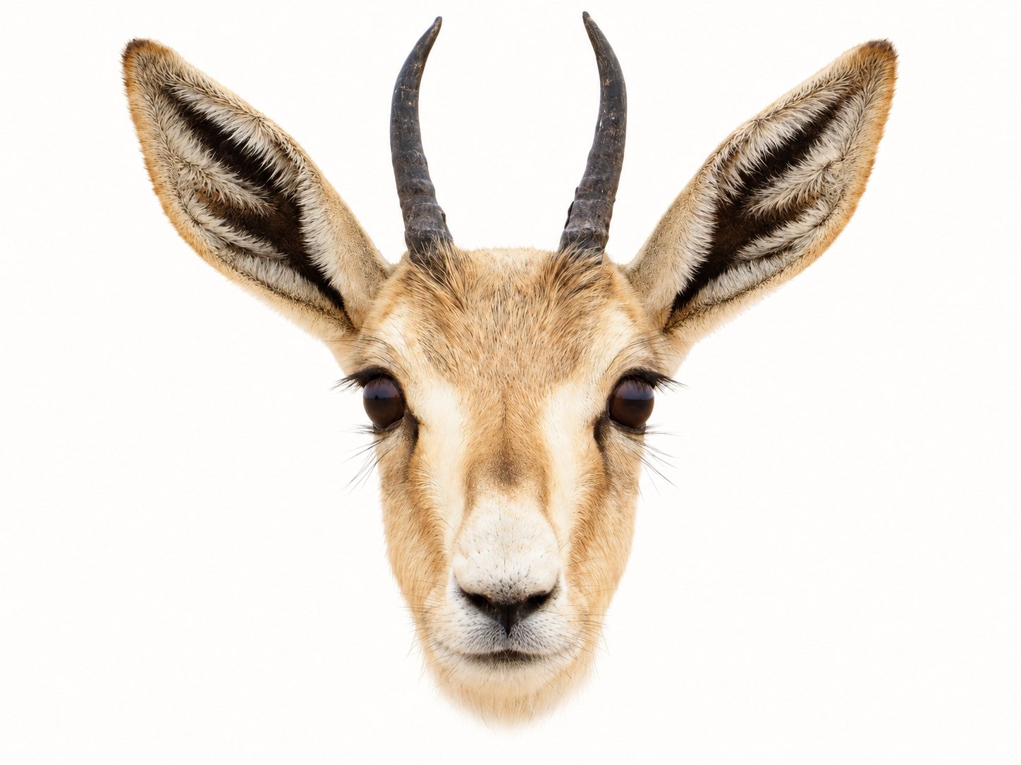 Portrait of an Arabian sand gazelle with raised ears and ringed horns.