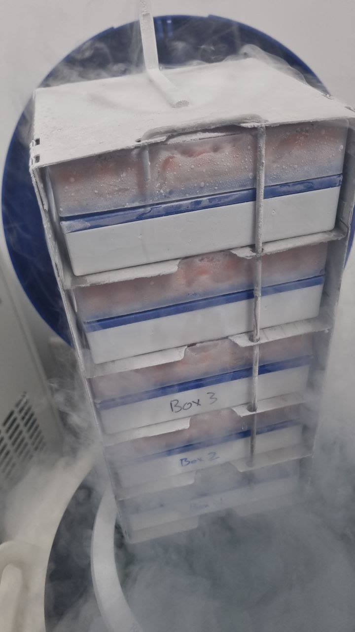 A rack of frosted cryoboxes lifted from a liquid nitrogen dewar, vapour drifting around it.